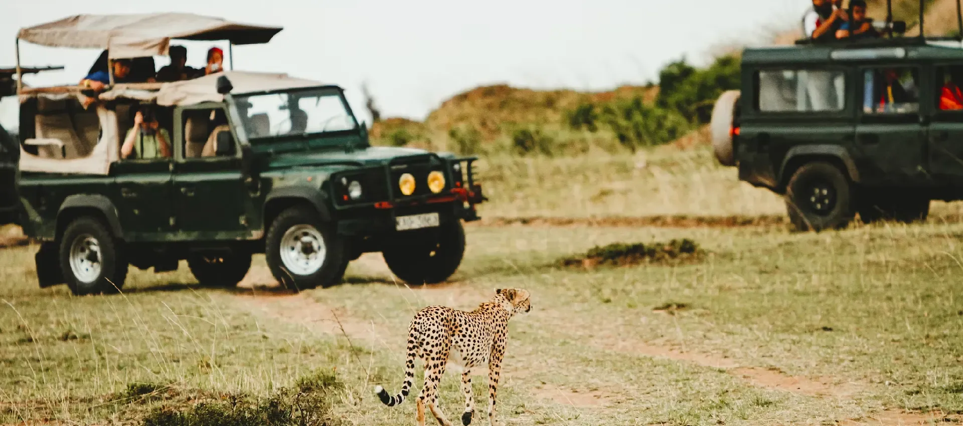 jeep-safari.webp